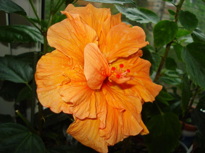 DSC05064 - Hibiscus Panorama