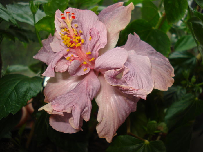 DSC05052 - Hibiscus Key West Thunderhead