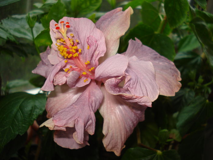 DSC05053 - Hibiscus Key West Thunderhead