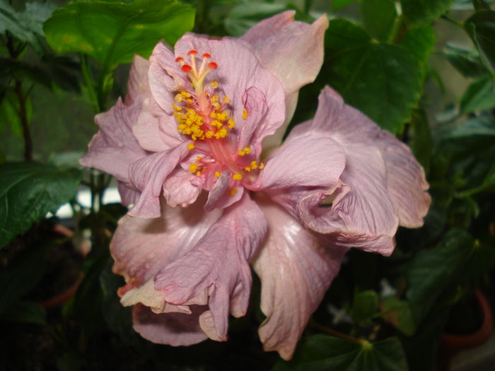 DSC05054 - Hibiscus Key West Thunderhead