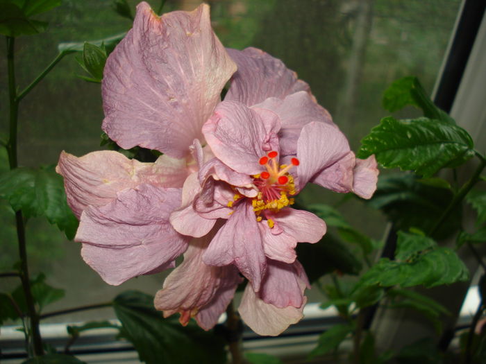 DSC05057 - Hibiscus Key West Thunderhead