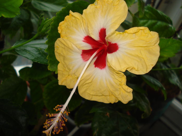 DSC05048 - Hibiscus Sylvia Goodman