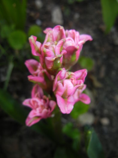 Hyacinth Eros (2016, April 04)