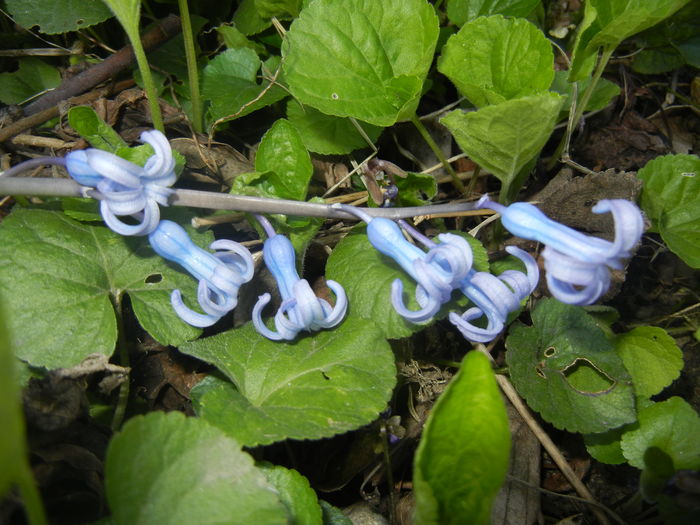 Hyacinth multiflora Blue (2016, April 03) - Hyacinth multiflora Blue