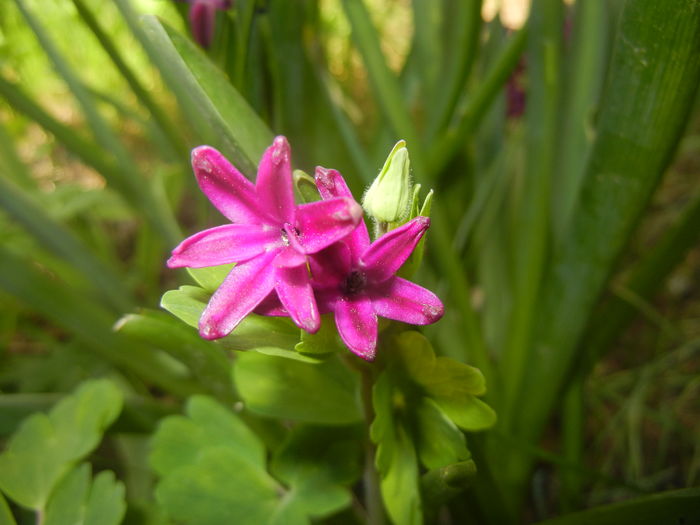 Hyacinth Woodstock (2016, April 03)