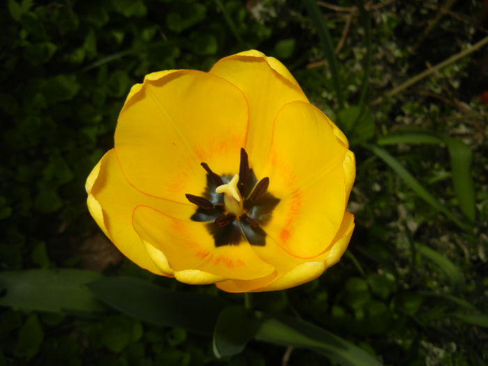 Tulipa Blushing Apeldoorn (2016, Apr.07)
