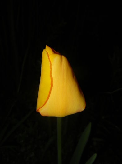 Tulipa Blushing Apeldoorn (2016, Apr.07) - Tulipa Blushing Apeldoorn