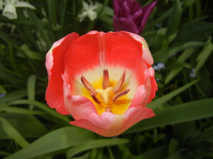 Tulipa Judith Leyster (2016, April 07)