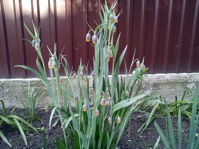 IMG_20160412_185948 - 2016 Primavara