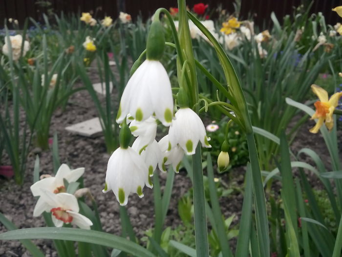 IMG_20160414_142151 - 2016 Primavara