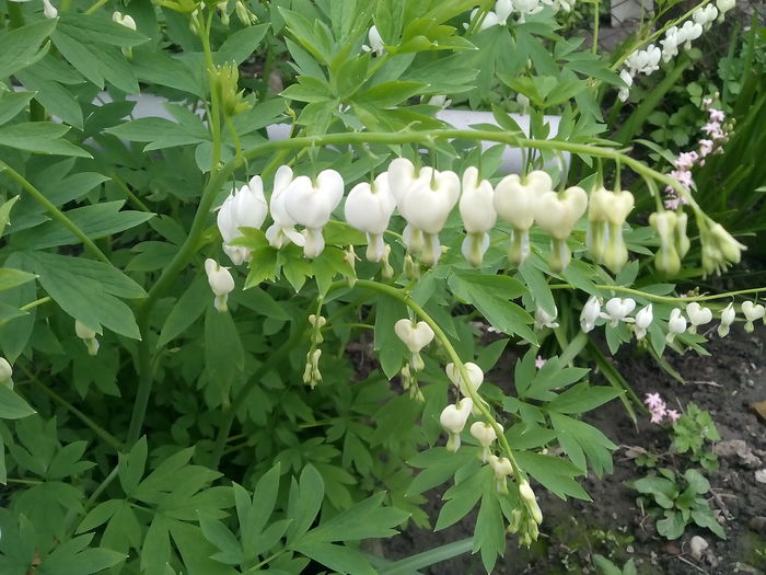 IMG_20160414_142444 - 2016 Primavara