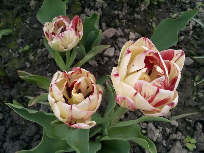 IMG_20160414_142533 - 2016 Primavara