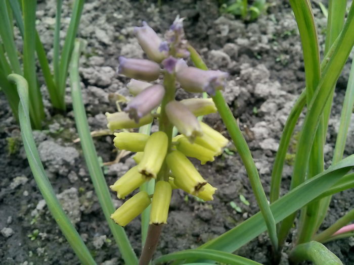 IMG_20160414_151210 - 2016 Primavara