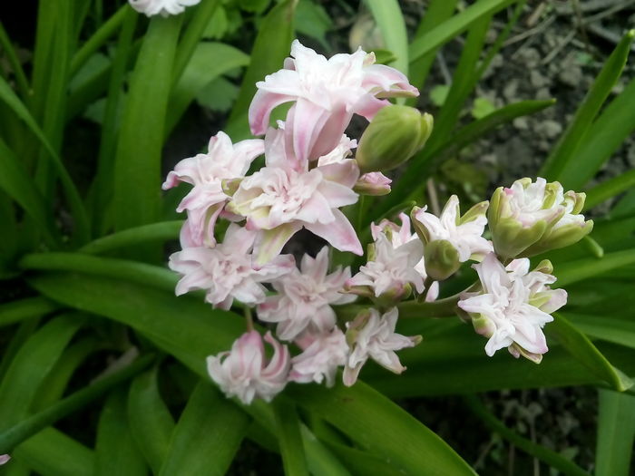 IMG_20160414_151310 - 2016 Primavara