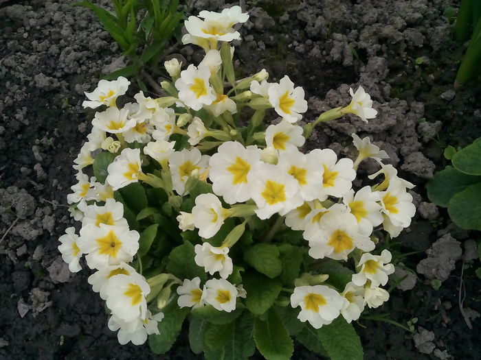 IMG_20160414_151432 - 2016 Primavara