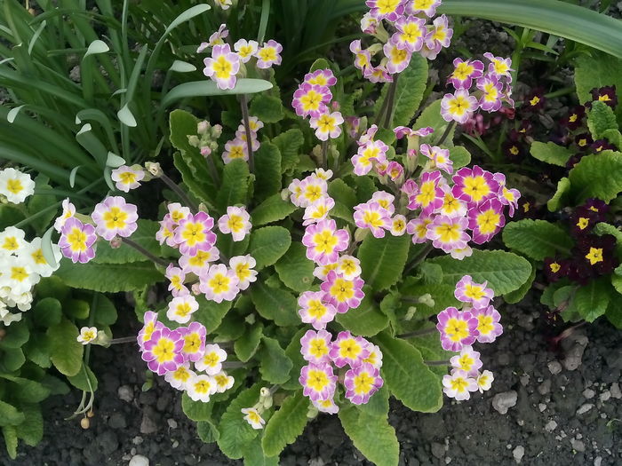 IMG_20160414_151444 - 2016 Primavara