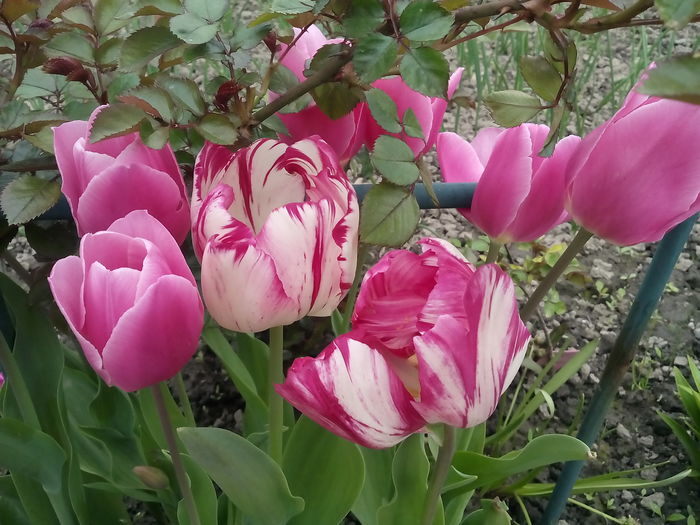 IMG_20160414_142825 - 2016 Primavara