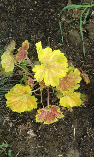 085 - HEUCHERA 2016