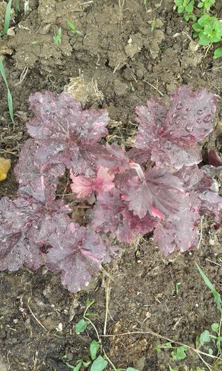 086 - HEUCHERA 2016