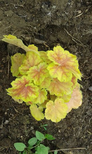 088 - HEUCHERA 2016