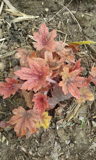 090 - HEUCHERA 2016