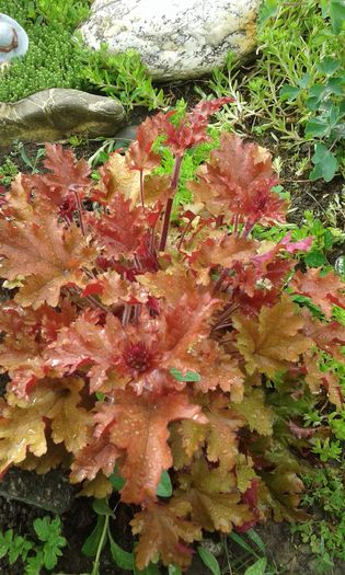 130 - HEUCHERA 2016