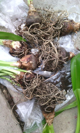 primiti in dar - Amarilisii mei