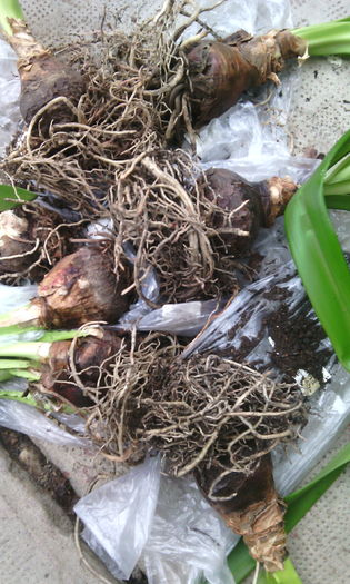 de la o doamna - Amarilisii mei