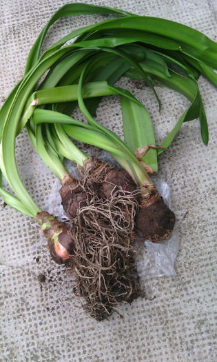 cu suflet mare - Amarilisii mei