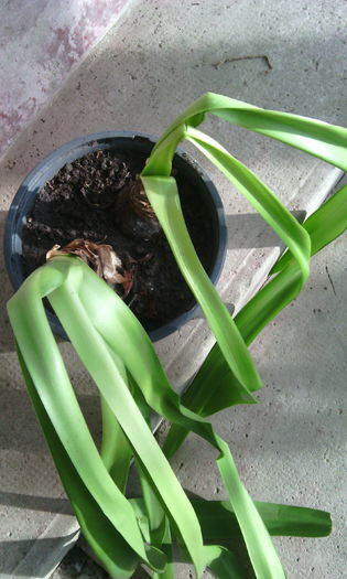 frumos - Amarilisii mei