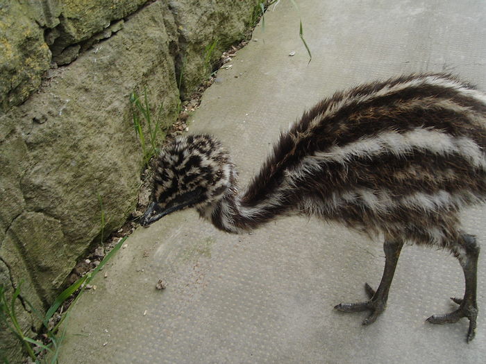 IMG_5521 - STRUT EMU