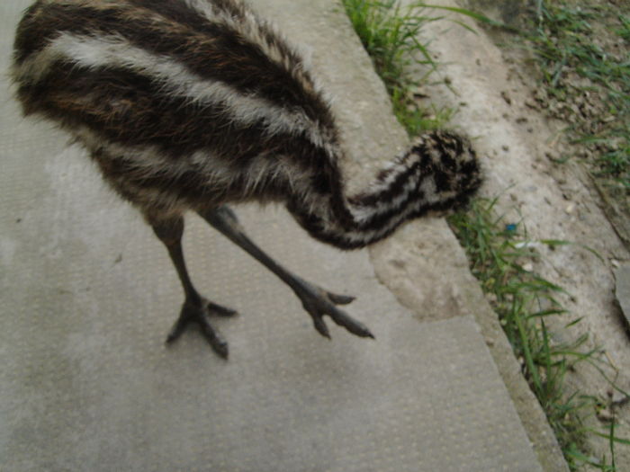 IMG_5522 - STRUT EMU