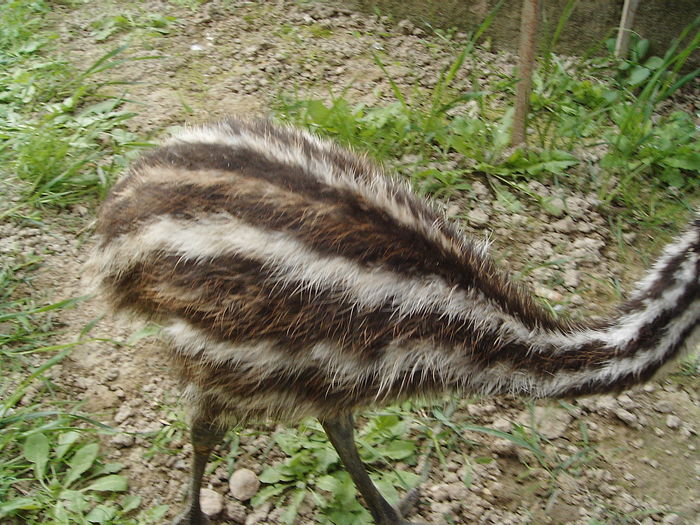 IMG_5523 - STRUT EMU