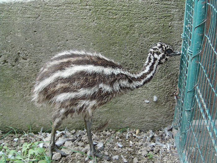 IMG_5524 - STRUT EMU