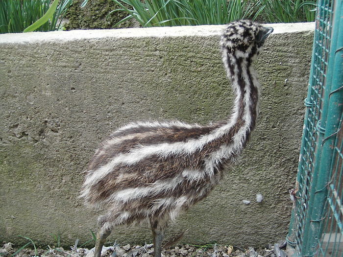 IMG_5525 - STRUT EMU