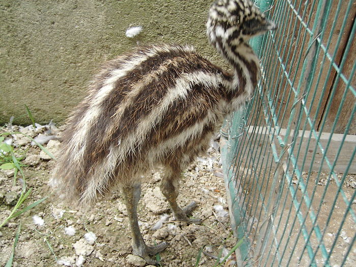 IMG_5526 - STRUT EMU