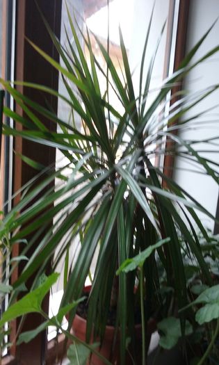 021 - Flori 2016