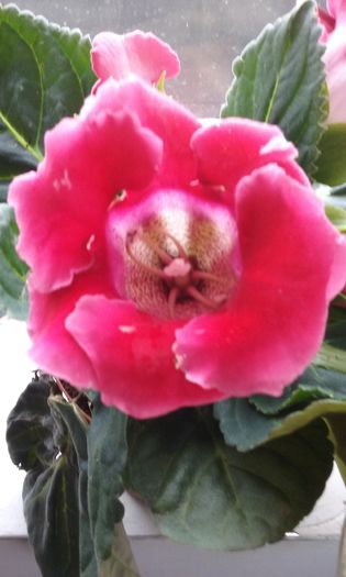 031 - Flori 2016