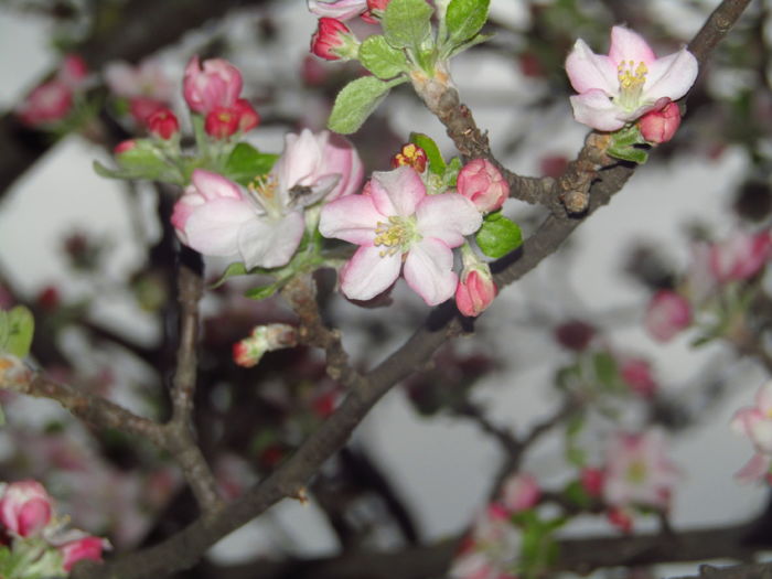 14 april- Flori de măr