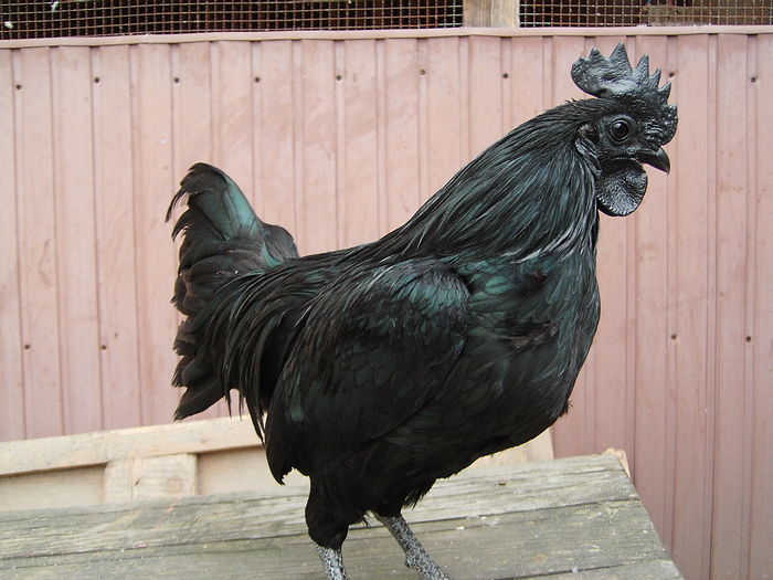 IMG_5531 - GAINI AYAM CEMANI