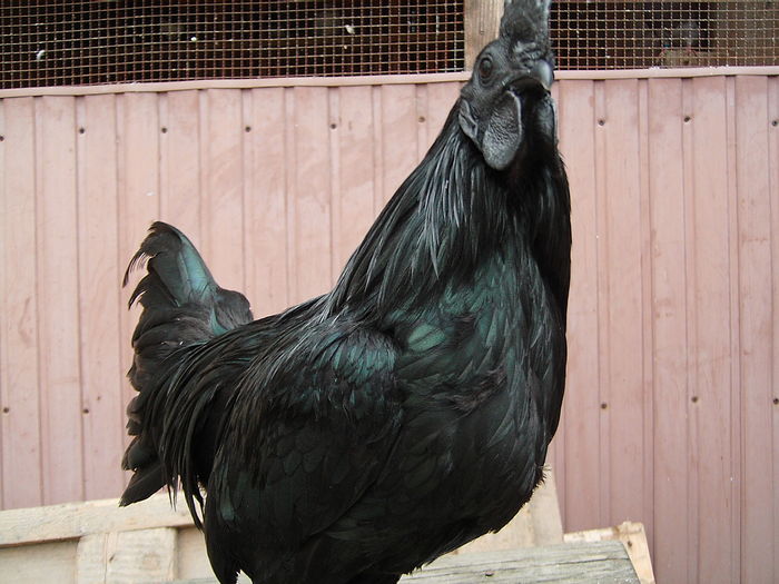 IMG_5532 - GAINI AYAM CEMANI