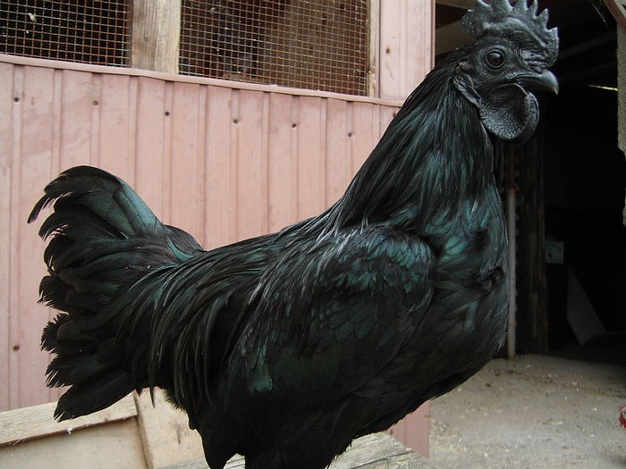 IMG_5533 - GAINI AYAM CEMANI