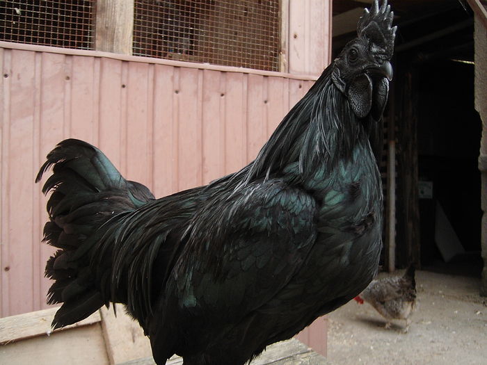 IMG_5534 - GAINI AYAM CEMANI