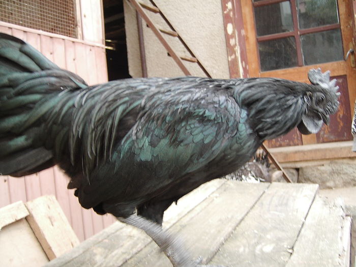 IMG_5537 - GAINI AYAM CEMANI