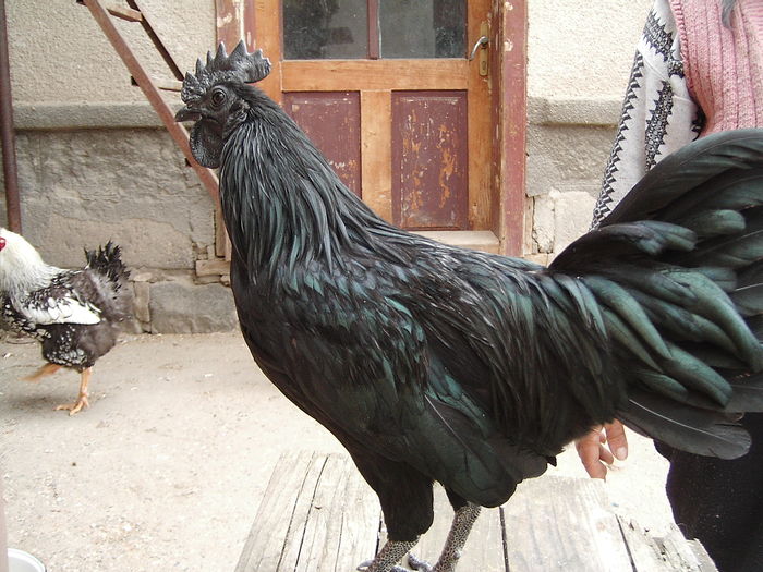 IMG_5538 - GAINI AYAM CEMANI