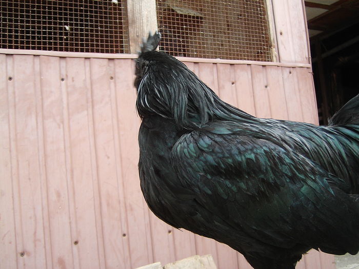 IMG_5539 - GAINI AYAM CEMANI