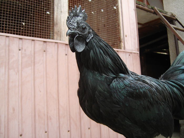 IMG_5540 - GAINI AYAM CEMANI