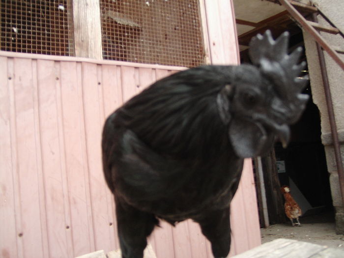 IMG_5541 - GAINI AYAM CEMANI