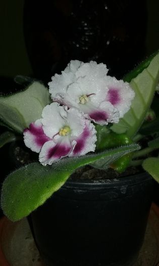 019 - Flori 2016