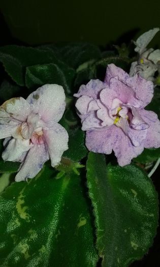023 - Flori 2016